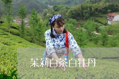 茉莉白茶白牡丹/2023061061714