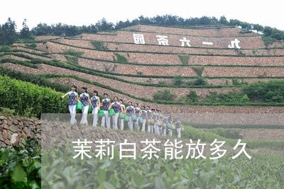 茉莉白茶能放多久/2023071172725