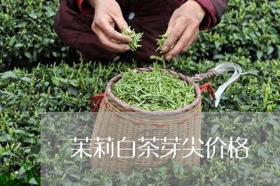 茉莉白茶芽尖价格/2023071105060