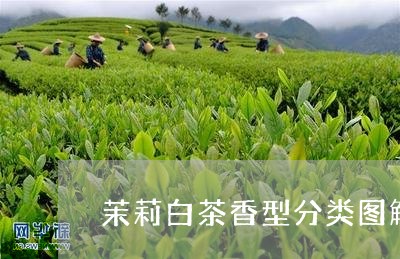 茉莉白茶香型分类图解大全/2023042858372