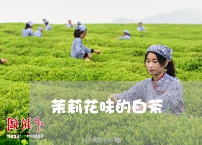 茉莉花味的白茶/2023061049605