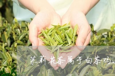 茉莉花茶属于白茶吗还是红茶/2023111437294