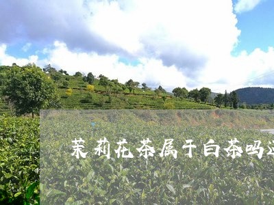 茉莉花茶属于白茶吗还是绿茶/2023111432624