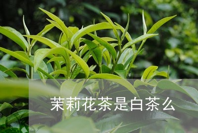 茉莉花茶是白茶么/2023071151726