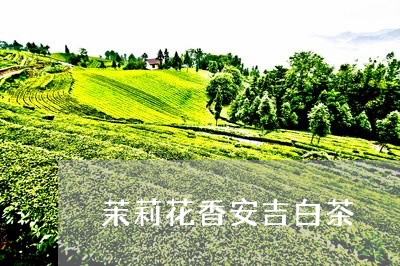 茉莉花香安吉白茶/2023071112836