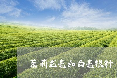 茉莉龙毫和白毫银针/2023120623817