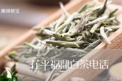 茌平福鼎白茶电话/2023071139460