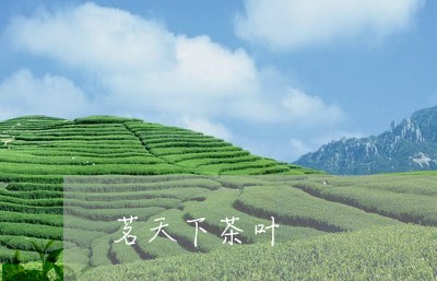 茗天下茶叶/2023090236379