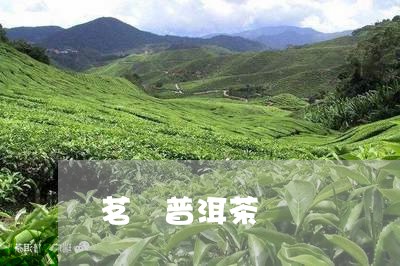 茗玥普洱茶/2023090649381