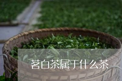 茗白茶属于什么茶/2023071164138