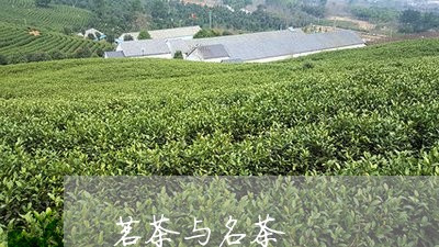 茗茶与名茶/2023090213926