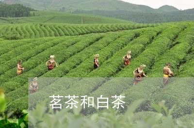 茗茶和白茶/2023051106693