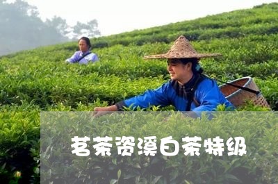 茗茶资溪白茶特级/2023071193826