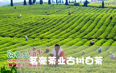 茗豪茶业古树白茶/2023111540471