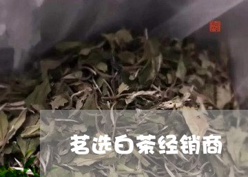 茗选白茶经销商/2023060937274