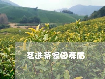 茗选茶家园寿眉/2023112482736