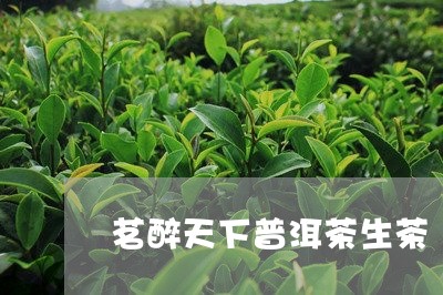 茗醉天下普洱茶生茶/2023120526168