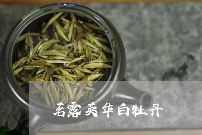 茗露英华白牡丹/2023112307672