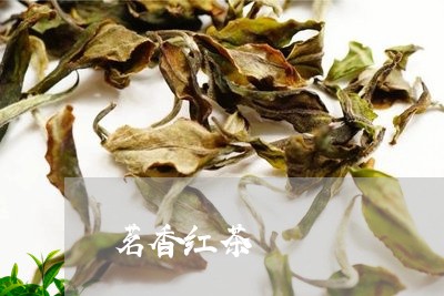 茗香红茶/2023090131592