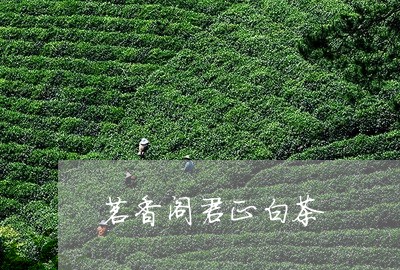 茗香阁君正白茶/2023060974148