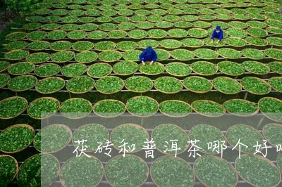 茯砖和普洱茶哪个好喝/2023093016062