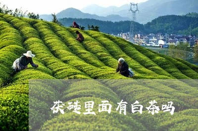 茯砖里面有白茶吗/2023071119381