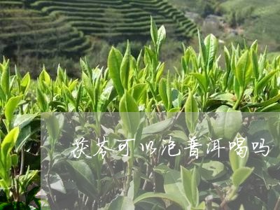 茯苓可以泡普洱喝吗/2023042722706