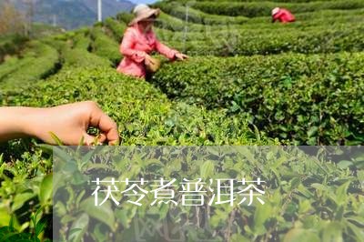 茯苓煮普洱茶/2023042772926