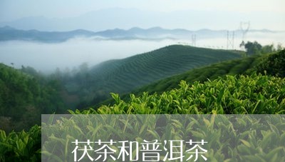 茯茶和普洱茶/2023042858605