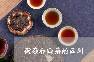 茯茶和白茶的区别/2023071126581