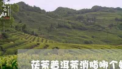 茯茶普洱茶消脂哪个好/2023073129604