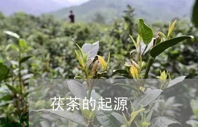 茯茶的起源/2023090283929