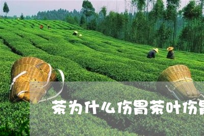 茶为什么伤胃茶叶伤胃排名/2023051260606