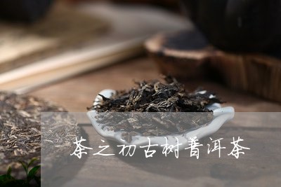 茶之初古树普洱茶/2023091463724