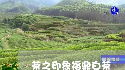 茶之印象福鼎白茶/2023112695158