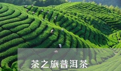 茶之旅普洱茶/2023110829584