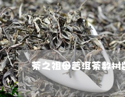 茶之祖母普洱茶数树龄/2023100744037