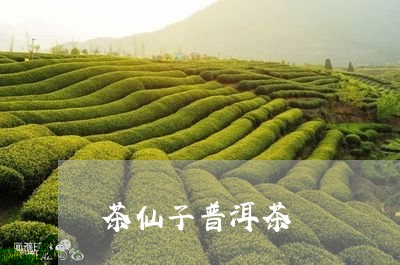 茶仙子普洱茶/2023042884070