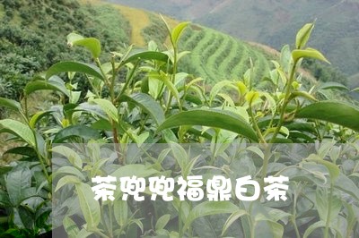 茶兜兜福鼎白茶/2023060930905