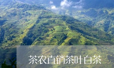 茶农直销茶叶白茶/2023071031816