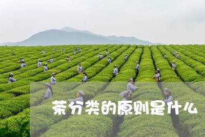 茶分类的原则是什么/2023042345039