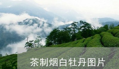 茶制烟白牡丹图片/2023071083726