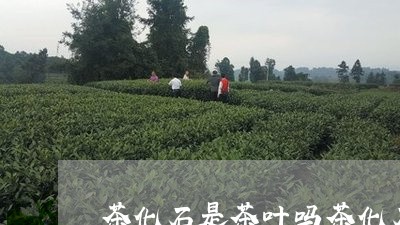 茶化石是茶叶吗茶化石的好处/2023052687171