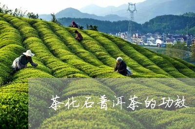 茶化石普洱茶的功效/2023091461493