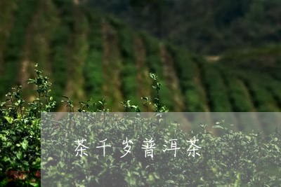 茶千岁普洱茶/2023042772341