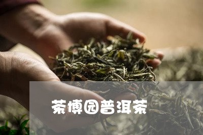 茶博园普洱茶/2023042827021