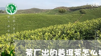 茶厂出的普洱茶怎么样/2023061793825