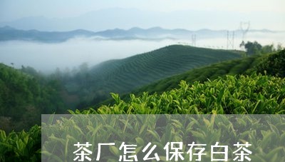 茶厂怎么保存白茶/2023071017389