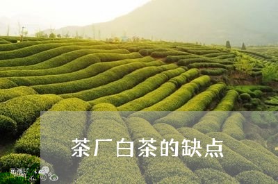 茶厂白茶的缺点/2023060981624