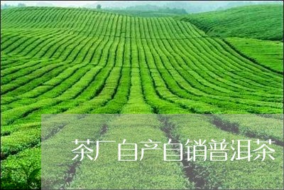 茶厂自产自销普洱茶/2023120547392